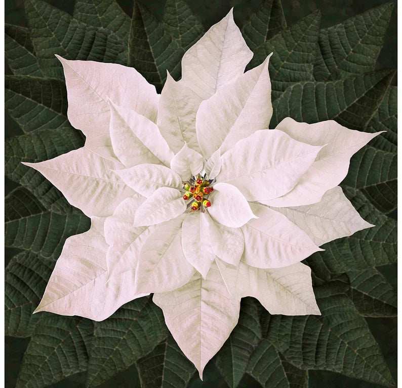 Dream Big Holiday Poinsettia Panel